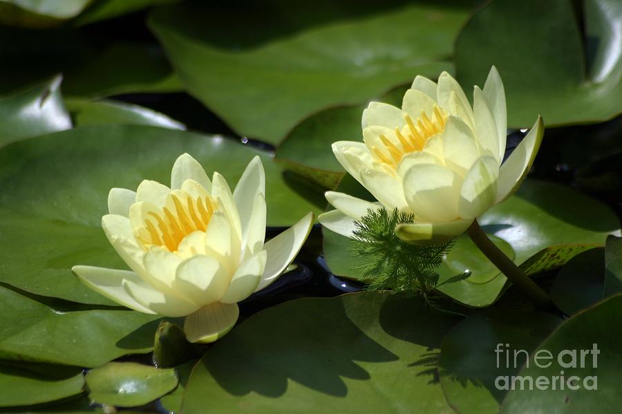 Twin Water Lilies Photograph by Living Color Photography Lorraine Lynch