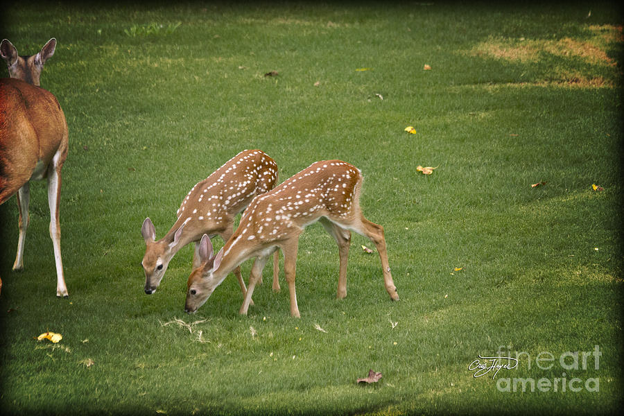 Deer Photograph - Twins by Cris Hayes