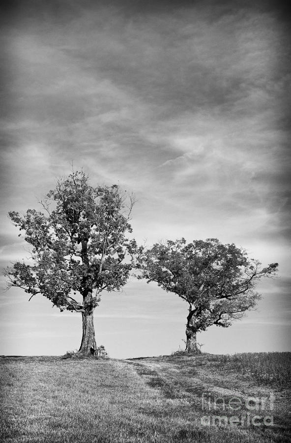 Twins Photograph by David Waldrop