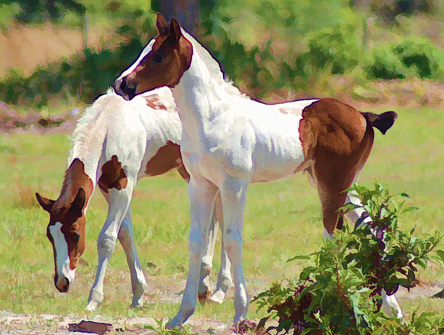 Horse Photograph - Twins by Sandy Poore