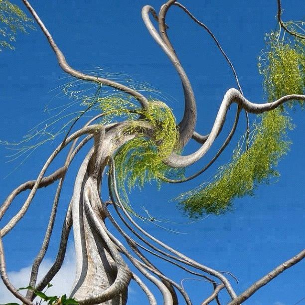 Tree Photograph - Twirl by Cameron Bentley