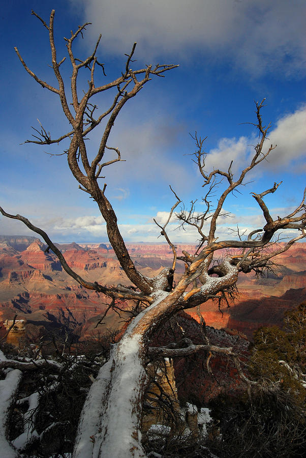 Grand Canyon Tree Photograph