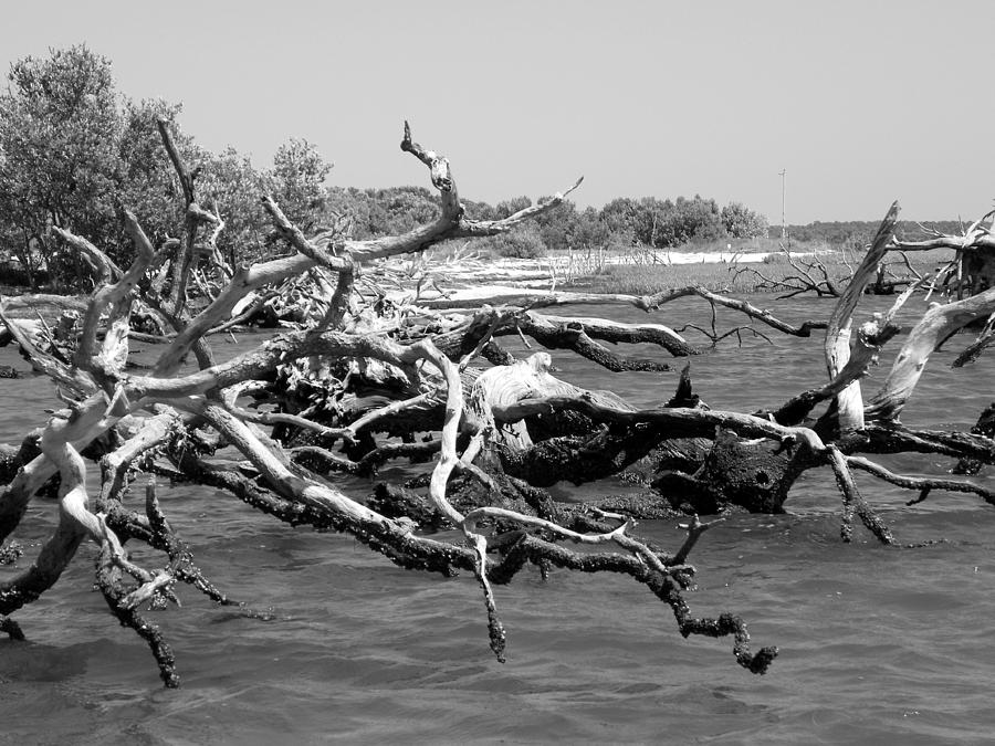 Twisted   BW Photograph by Sheri McLeroy
