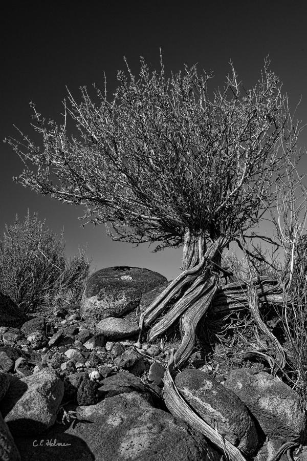 Twisted Beauty - BW Photograph by Christopher Holmes