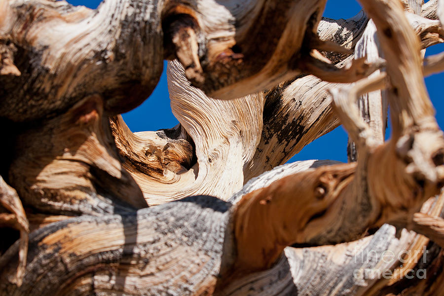Nature Photograph - Twisted Bristlecone Pine by Olivier Steiner