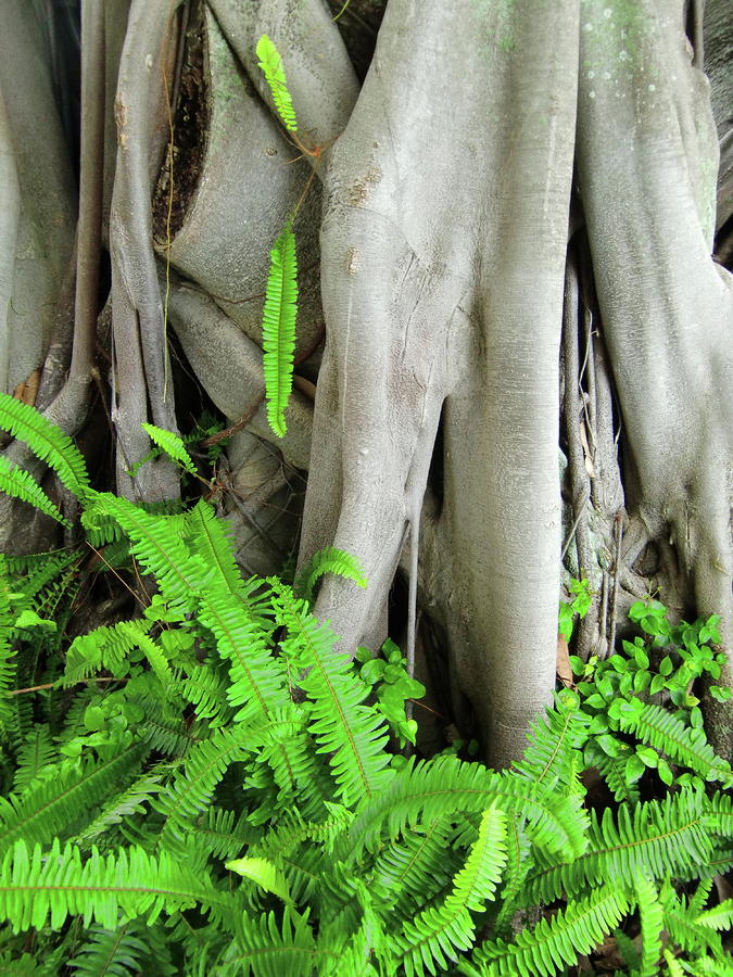 Ferns Photograph - Twisted Fate by Richard Mansfield