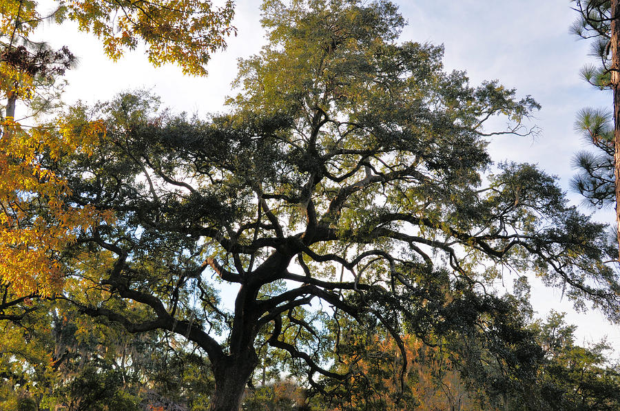 Twisted Oak Photograph by Jan Amiss Photography