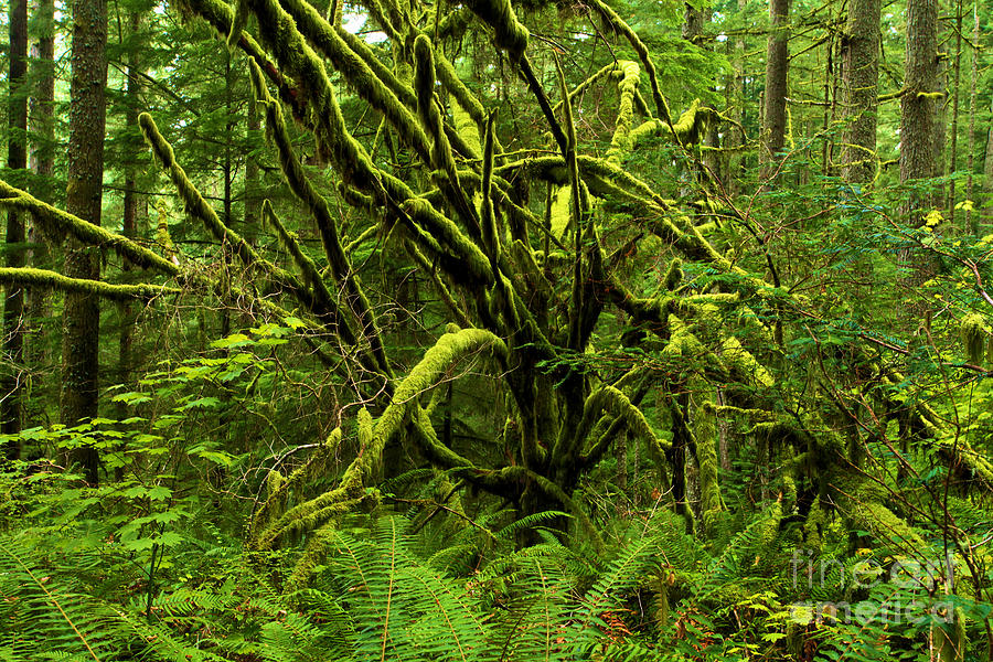 Twisted Rain Forest Photograph by Adam Jewell