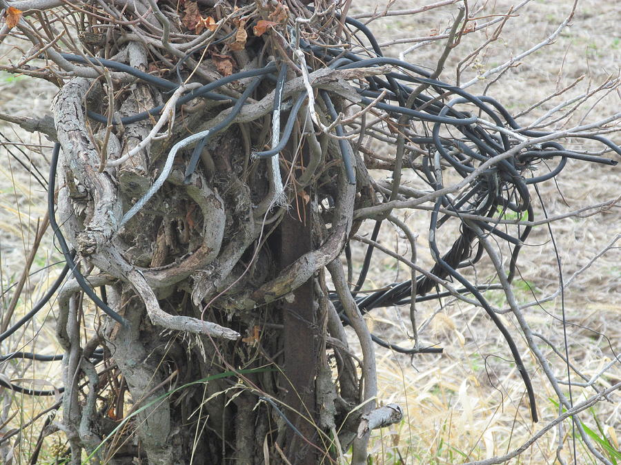 Tree Photograph - Twisted by Tina M Wenger