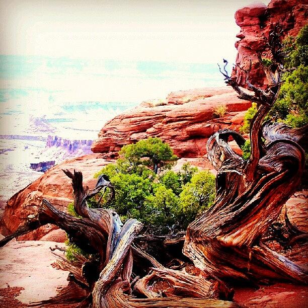 Twisted Tree. In Moab Utah Photograph by Logan Neet