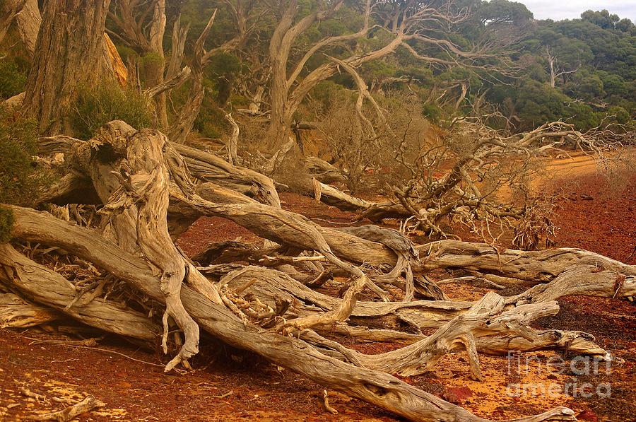 Twisted tree limbs on a windswept shore Photograph by Blair Stuart