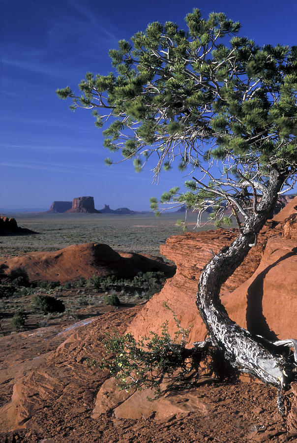 Twisted Tree Monument Valley Photograph by Dave Mills