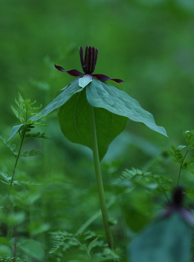 Twisted Trillium Photograph by Daniel Reed