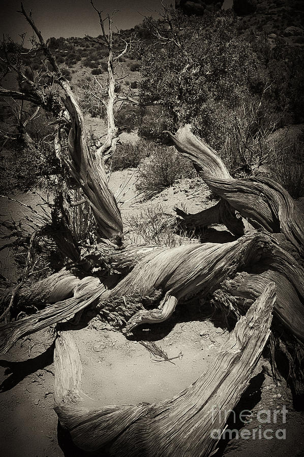 Twisted Wood Photograph by Linda Constant