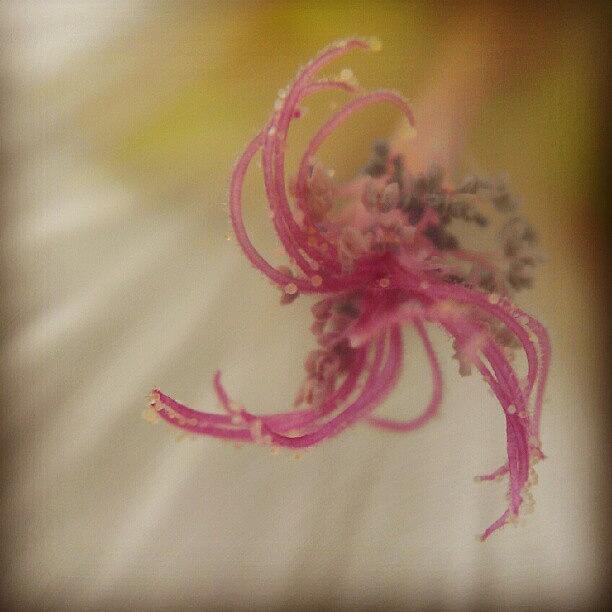Nature Photograph - Twisting, Turning... #macro #flower by Sally Gurney