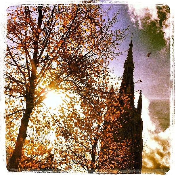 Fall Photograph - #twitter #tree #sun #brugge #belgium by Chris Edmond