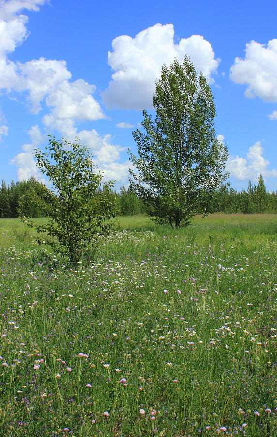 Two aspens in a meadow Photograph by Jim Sauchyn