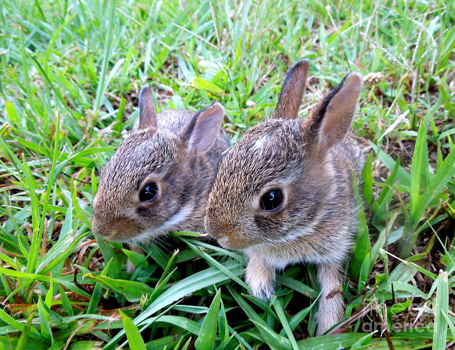 Two Baby Bunnies Photograph by Renee Trenholm