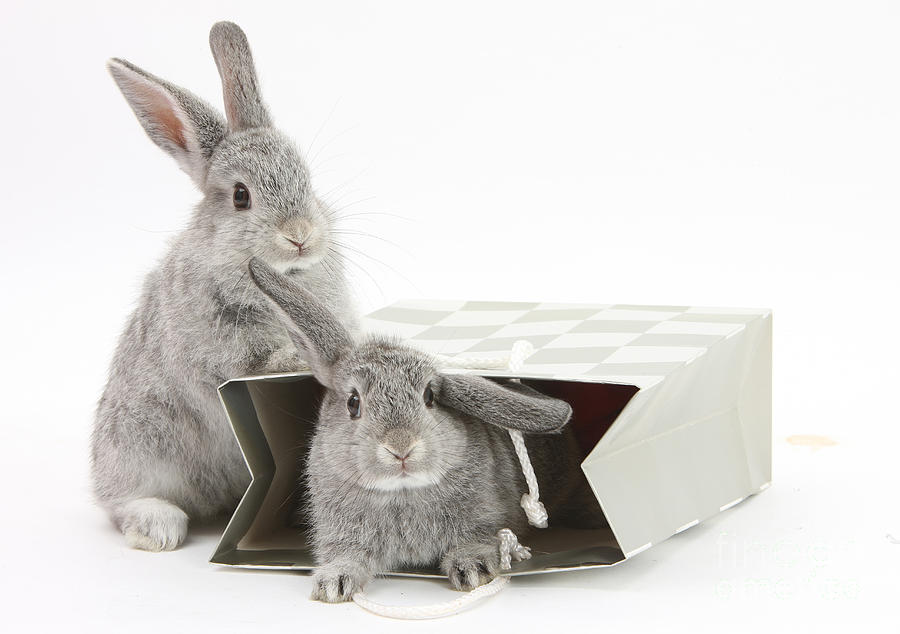 Two Baby Silver Rabbits In A Gift Bag Photograph by Mark Taylor