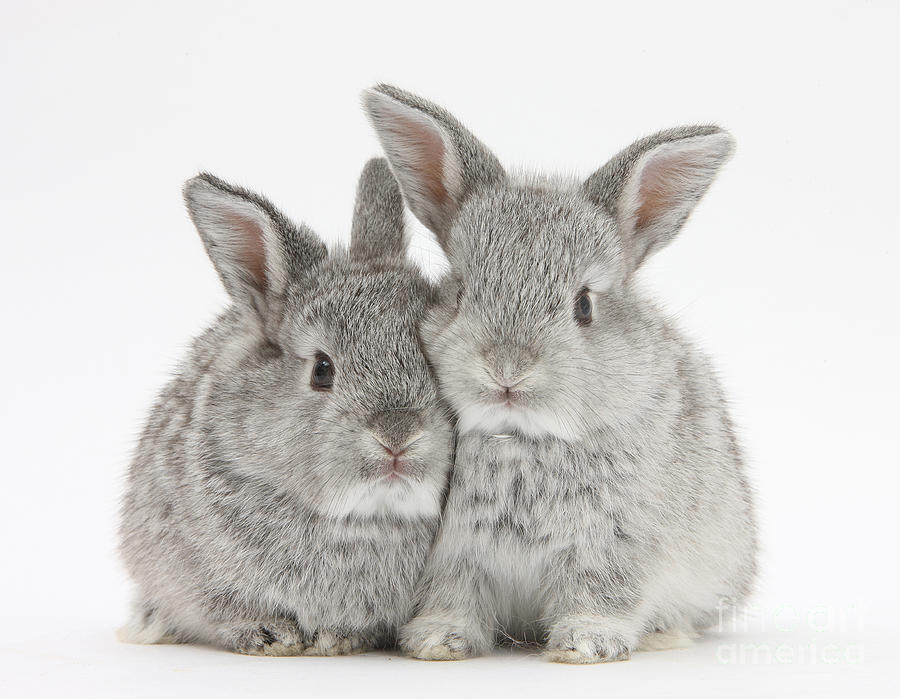 Two Baby Silver Rabbits Photograph by Mark Taylor