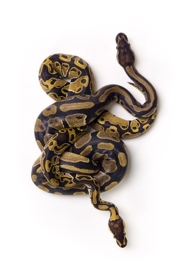 Two Ball Python Snakes Intertwined Photograph by Corey Hochachka