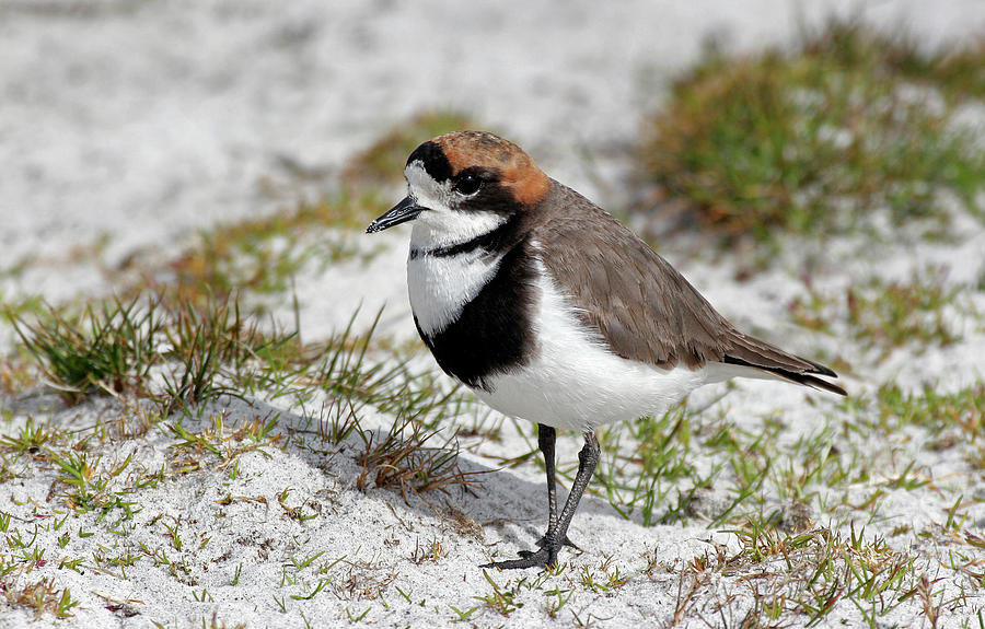 Two-banded Plover Charadrius Photograph by Martin Withers