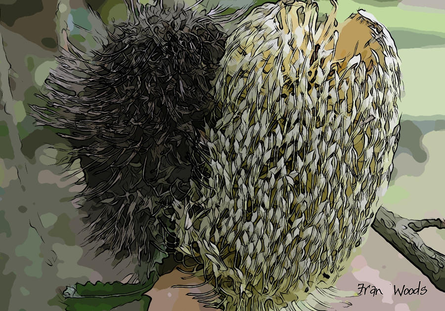 Two Banksia Digital Art by Fran Woods