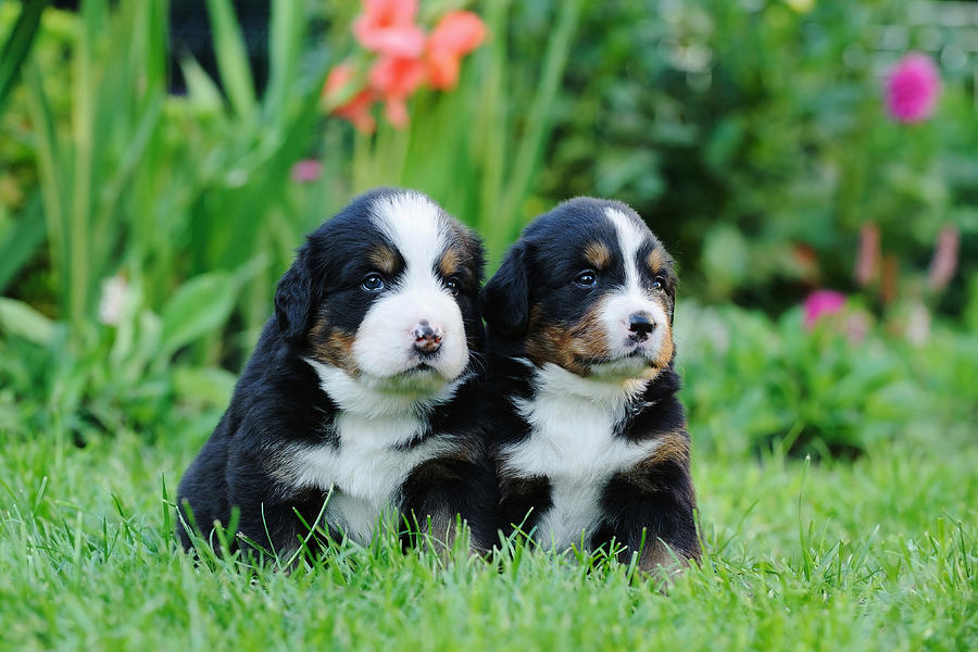 Two Bernese Mountain Dog portrait Photograph by Waldek Dabrowski