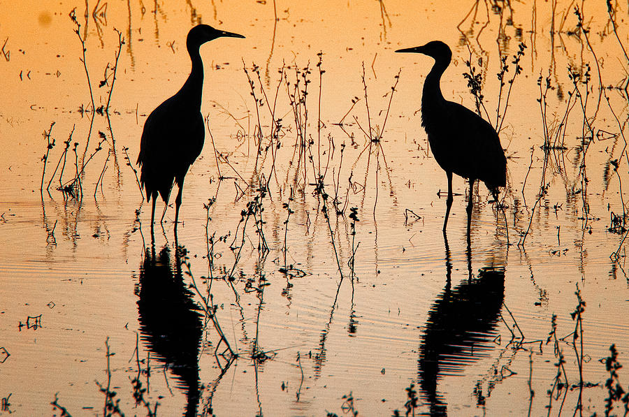 Two Birds Photograph by John Klingel - Fine Art America