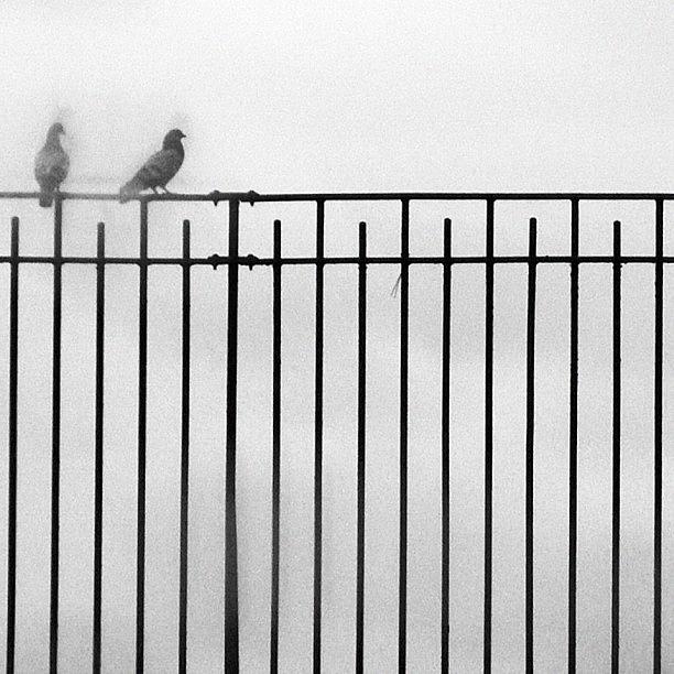 Two Birds Photograph by Mary Ann Reilly