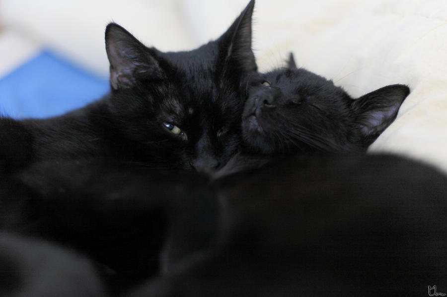 Two Black Cats Napping Photograph by Manfred Wassmann - Fine Art ...