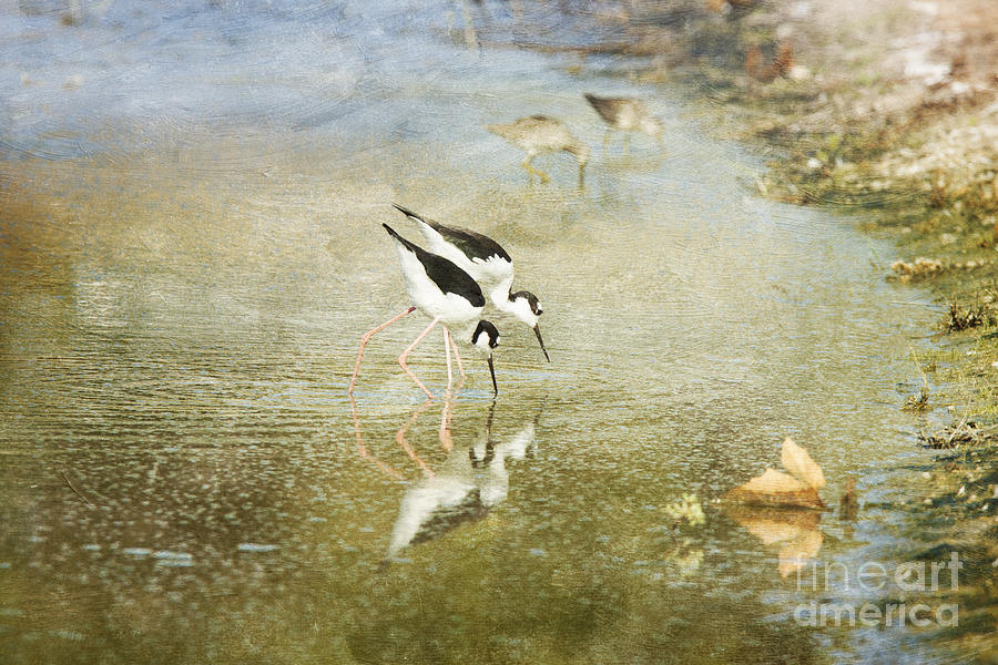Two Black-Necked Stilts in Pond Photograph by Susan Gary