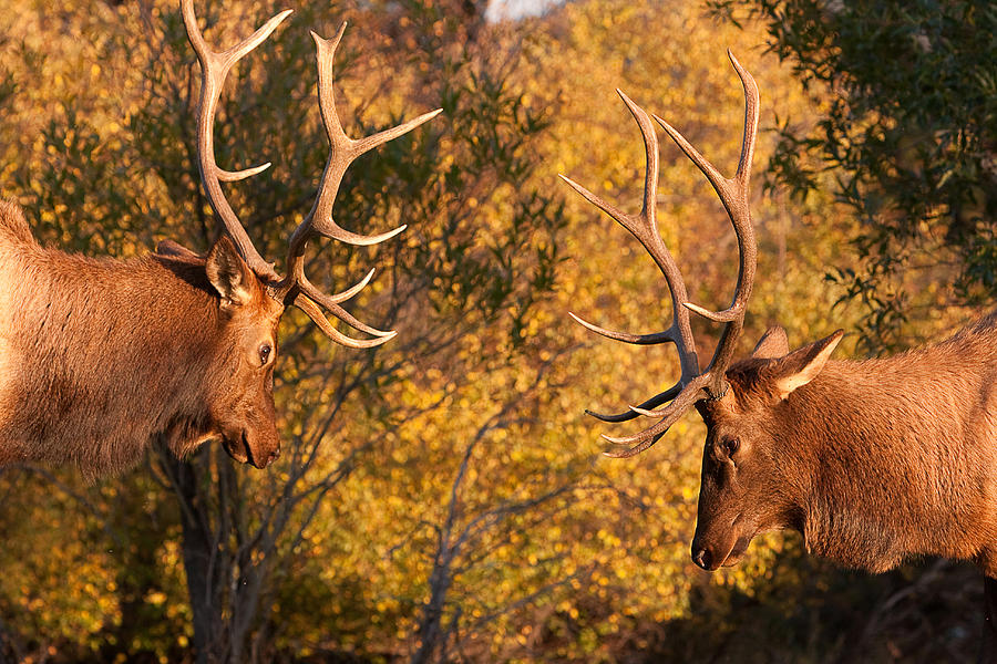 Animal Photograph - Two Bull Elk about to Spar 84 by James BO Insogna