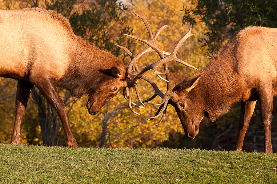 Animal Photograph - Two Bull Elk Sparring 89 by James BO Insogna