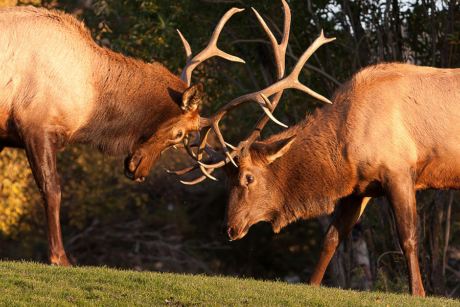 Two Bull Elk Sparring 91 Photograph by James BO Insogna