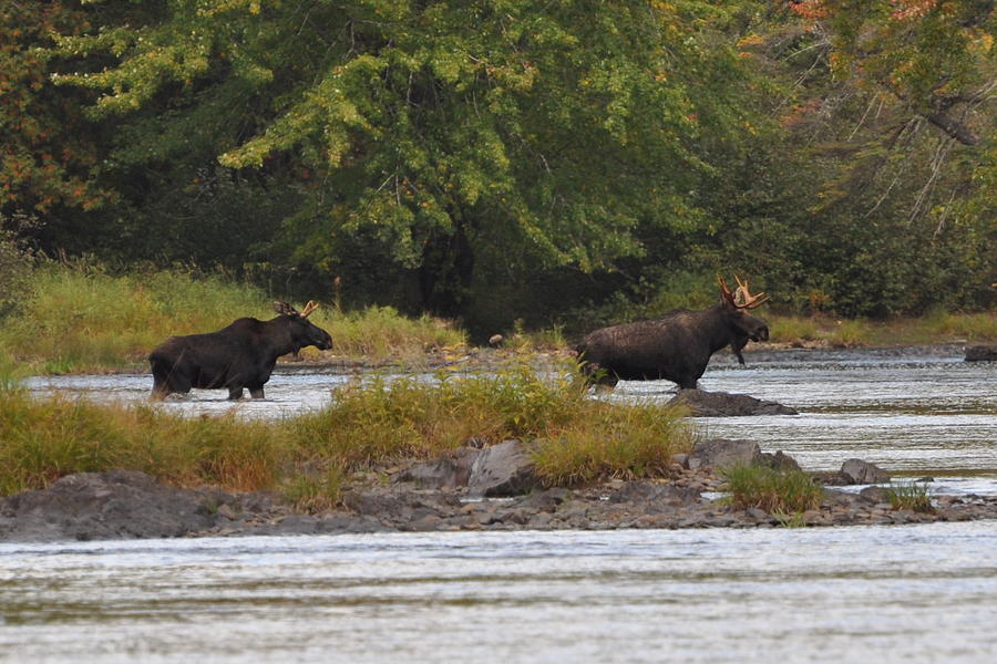 Two Bull Moose in Maine Photograph by Glenn Gordon