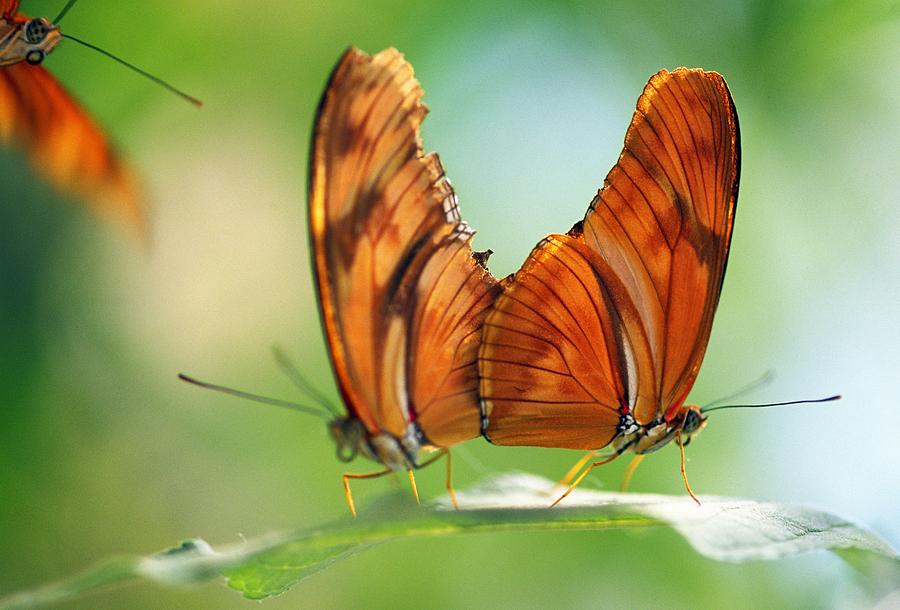 Two Butterflies On A Leaf Photograph by Natural Selection Craig Tuttle
