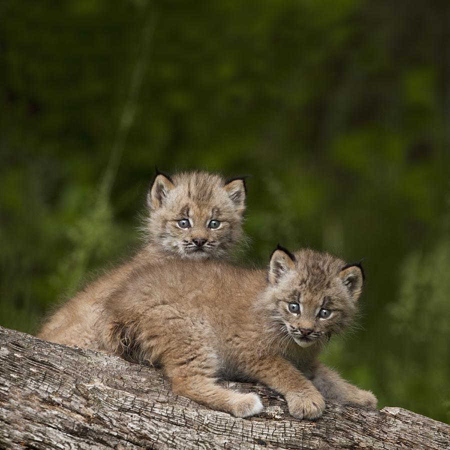 Two Canada Lynx Lynx Canadensis Kittens Photograph by Richard Wear