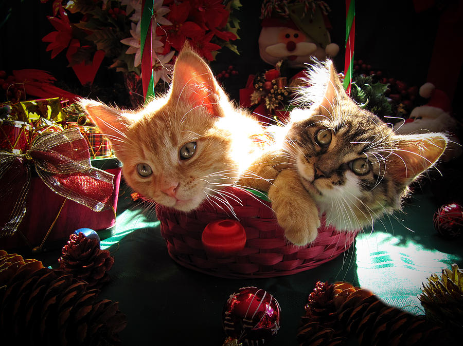 Christmas Photograph - Two Cat Heads Are Better Than One - Anxious Christmas Kittens Kitties waiting for their Xmas Present by Chantal PhotoPix