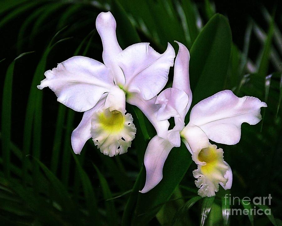 Orchid Photograph - Two Cattleyas by Judi Bagwell