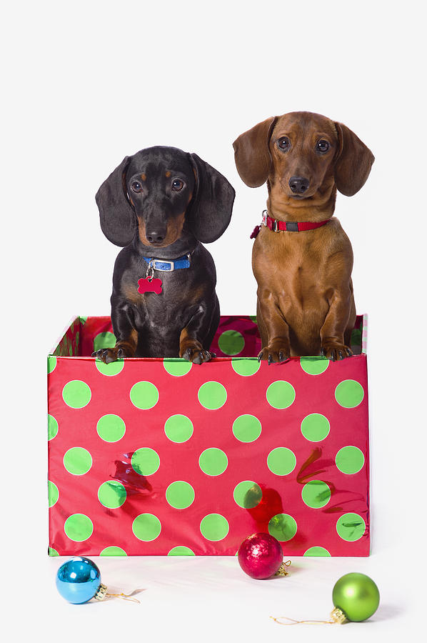 Christmas Photograph - Two Dachshund Puppies Inside A Polka by Corey Hochachka