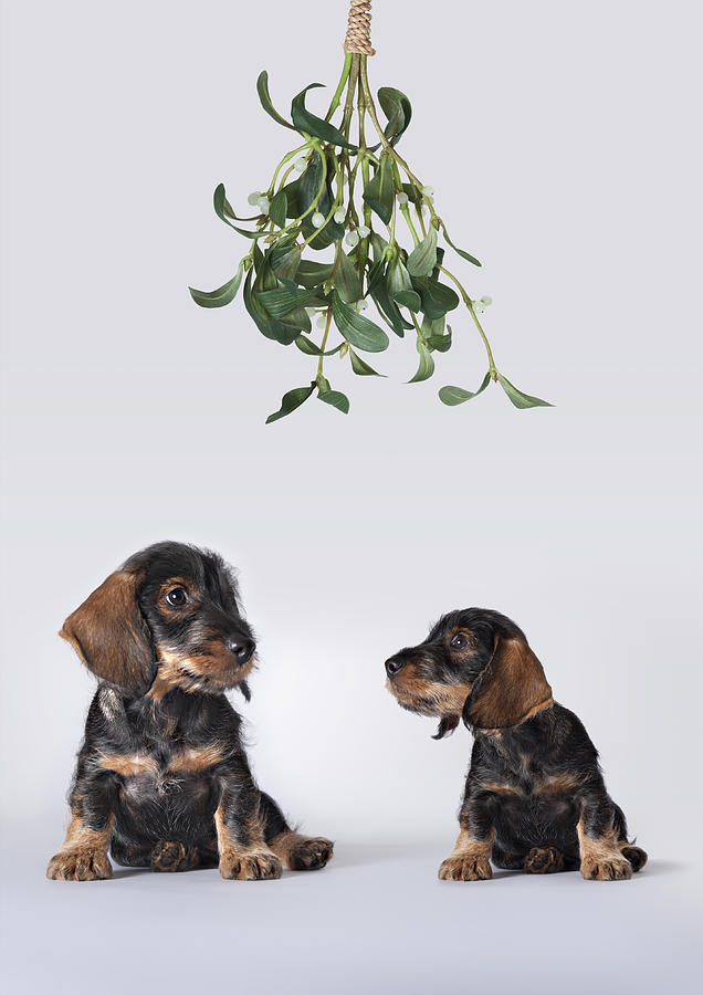 Animal Photograph - Two Dachshund Puppies Sitting Under Mistletoe by Brand New Images