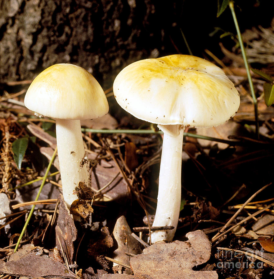 Two Death Cap Mushrooms Photograph by G. Tomsich