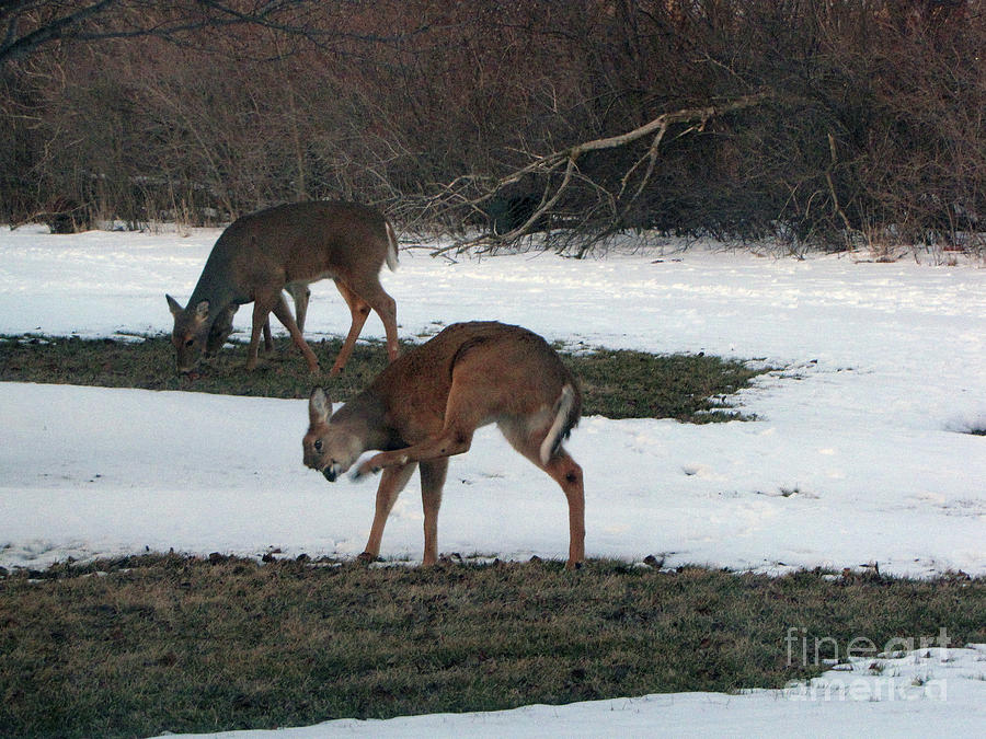 Two Deer Grazing Photograph by Cedric Hampton