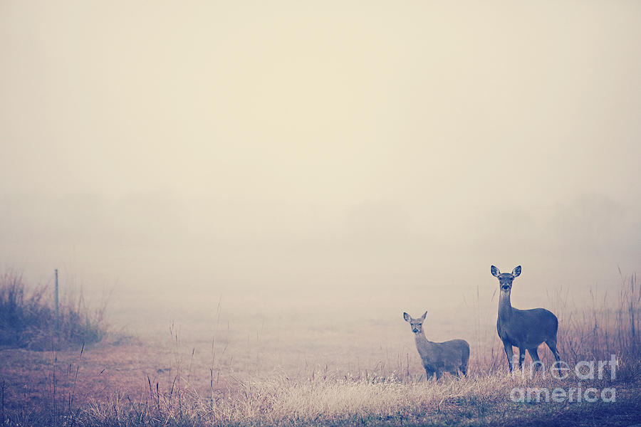 Deer Photograph - Two Deer in Fog by Katya Horner
