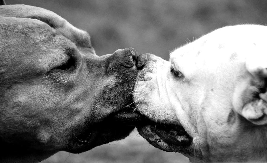 Two dogs kissing Photograph by Sumit Mehndiratta