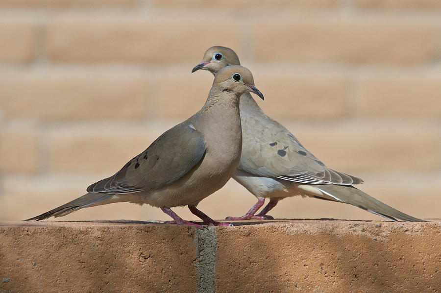 Seeing Two Doves Flying Together Meaning