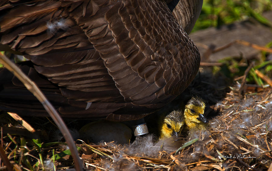 Two Down and One To Go Photograph by Ed Peterson