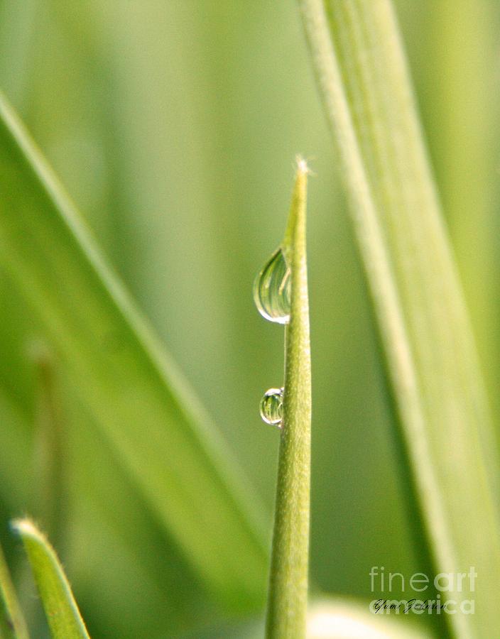 Two droplets Photograph by Yumi Johnson