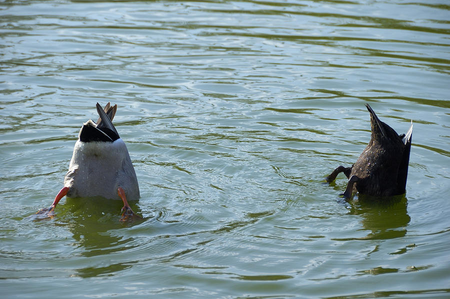 Two ducks diving Photograph by Matthias Hauser
